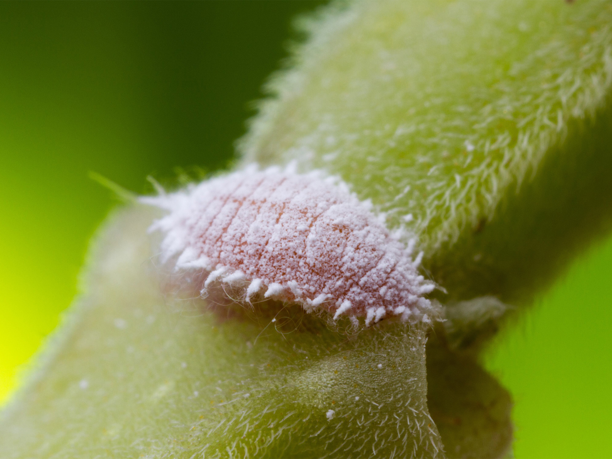 A mealybug sits on a stem.