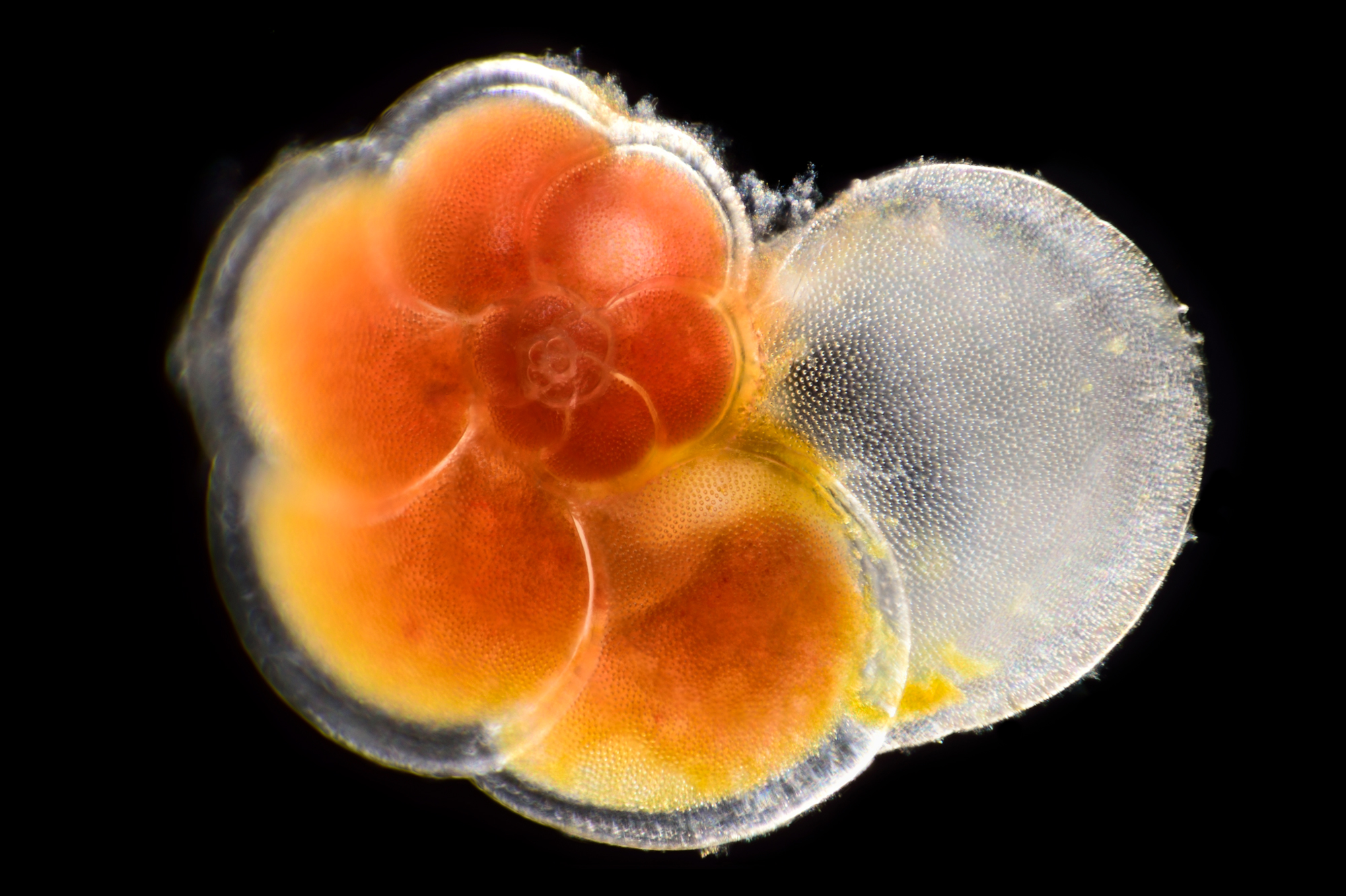 Close-up of a spiraling foram.