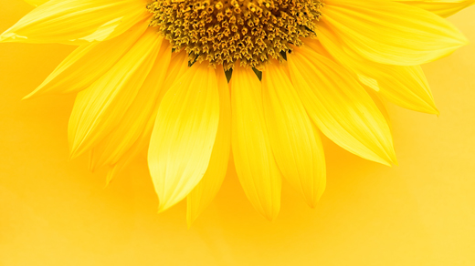 Photo of a yellow sunflower against a yellow background.