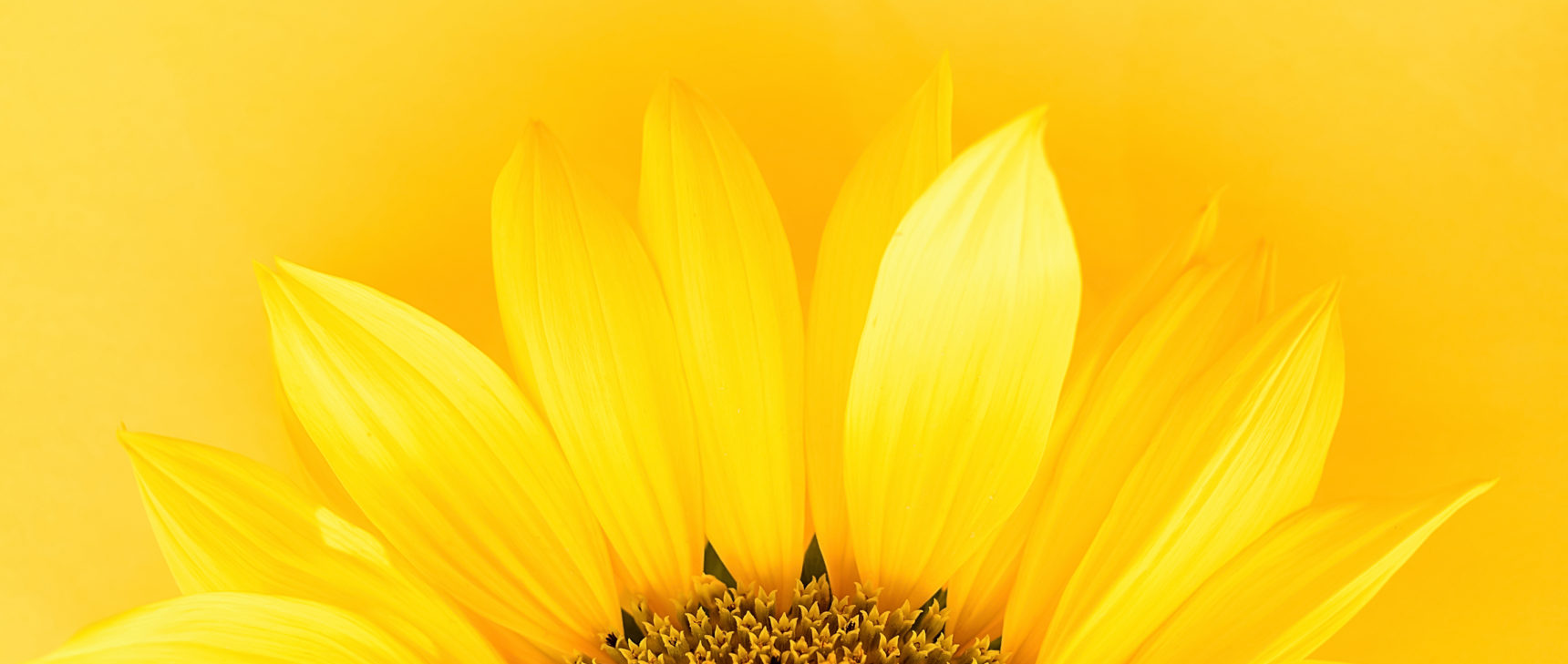 Photo of a yellow sunflower against a yellow background.