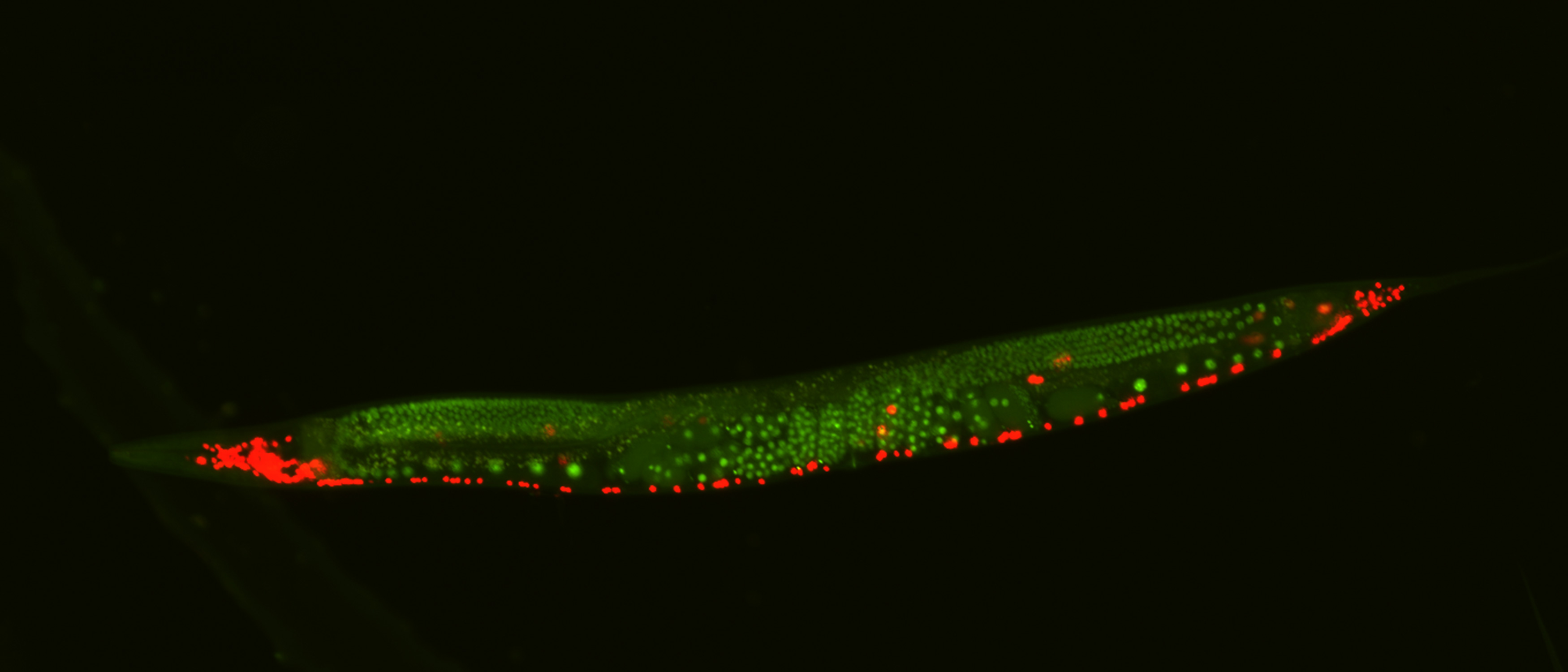 Micrograph of a roundworm with fluorescent green and red highlights of its germline cells and neurons.