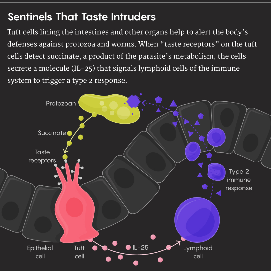 A figure that shows how the tuft cells may work with the immune system to eliminate parasites.