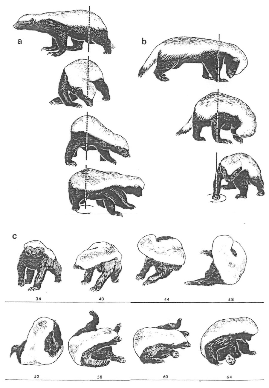 A printed page of Golani’s illustrations of a honey badger in various poses.