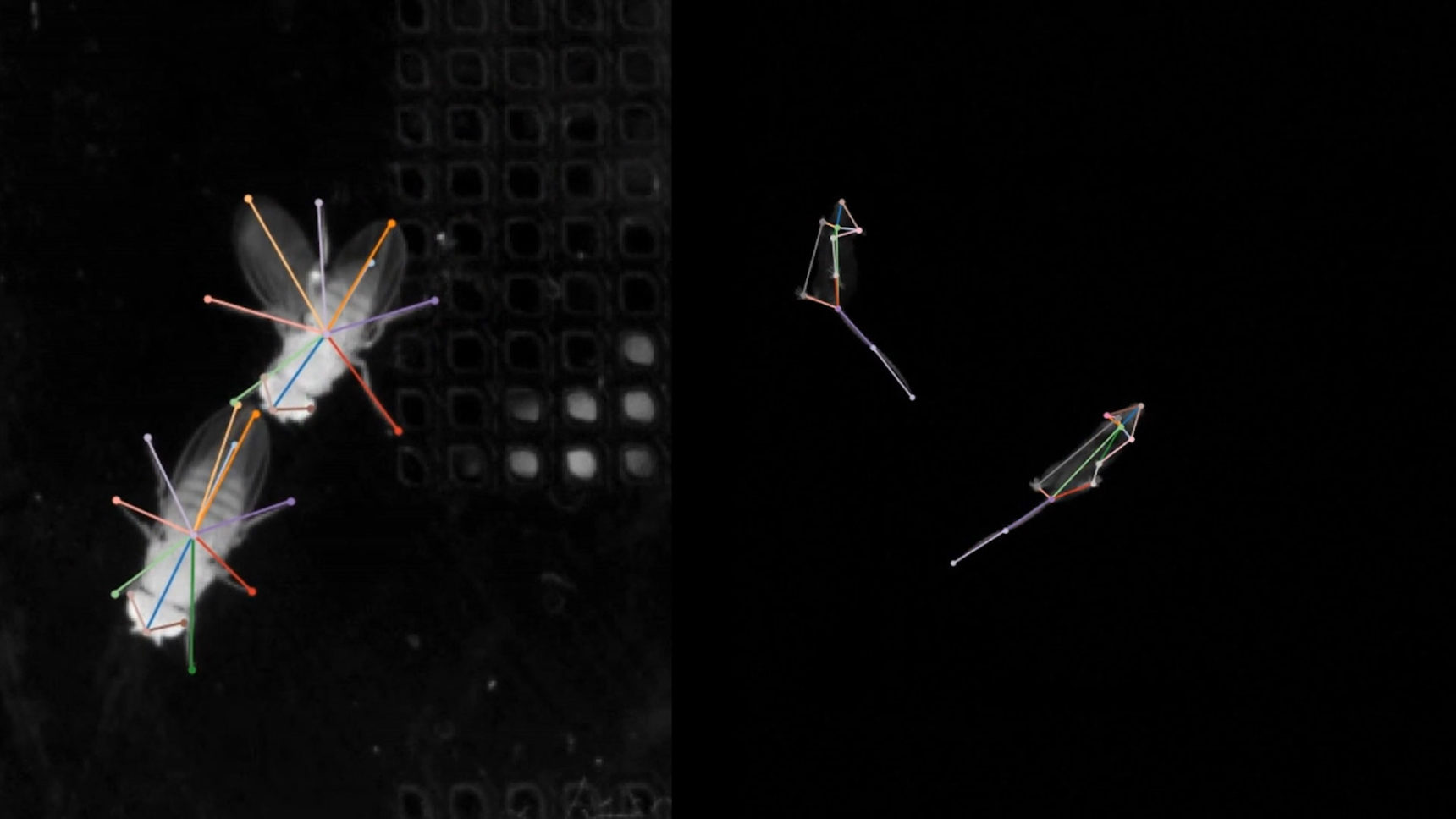 Algorithms label and track the body parts of two flies (left) and two mice (right).