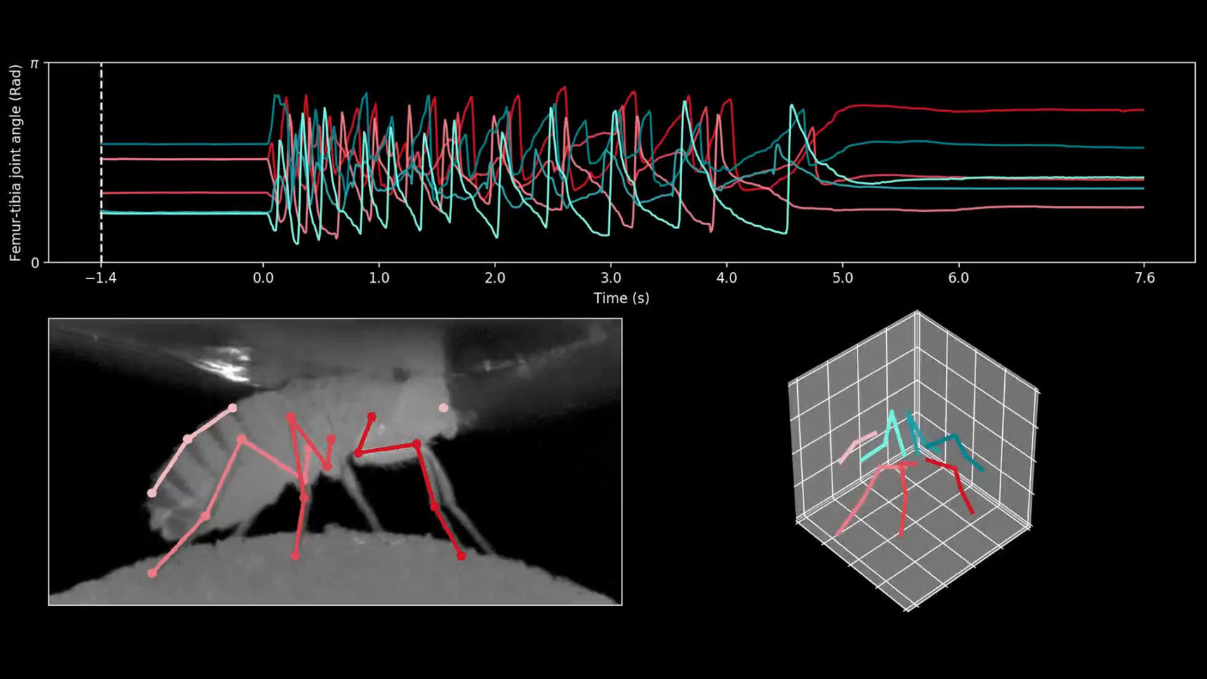 Composite video that shows a fly walking on a spherical treadmill, with annotations of the joint angles in its legs; a graph of the changing joint angles as the fly walks; and an isolated view of the joint-angle models in three-dimensional space.