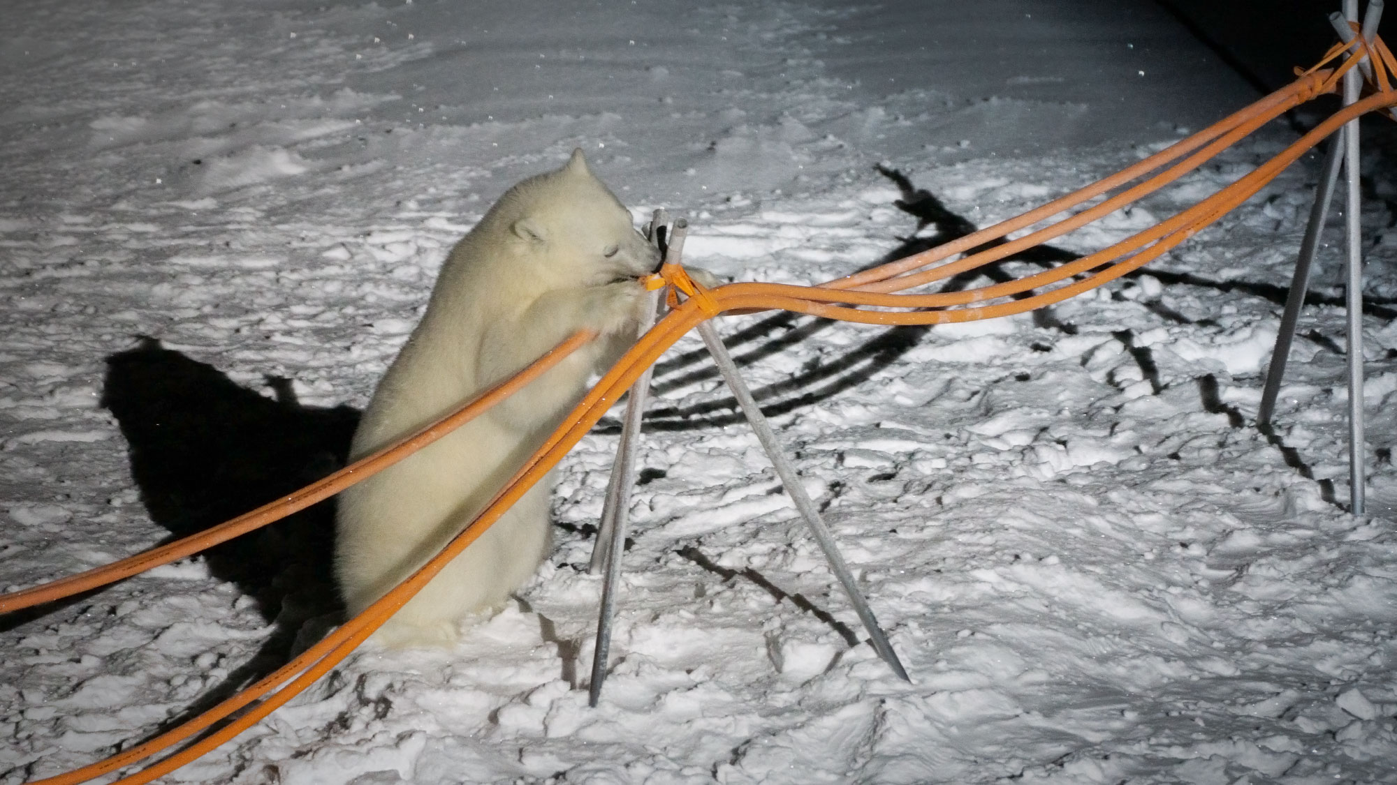 Two polar bears.