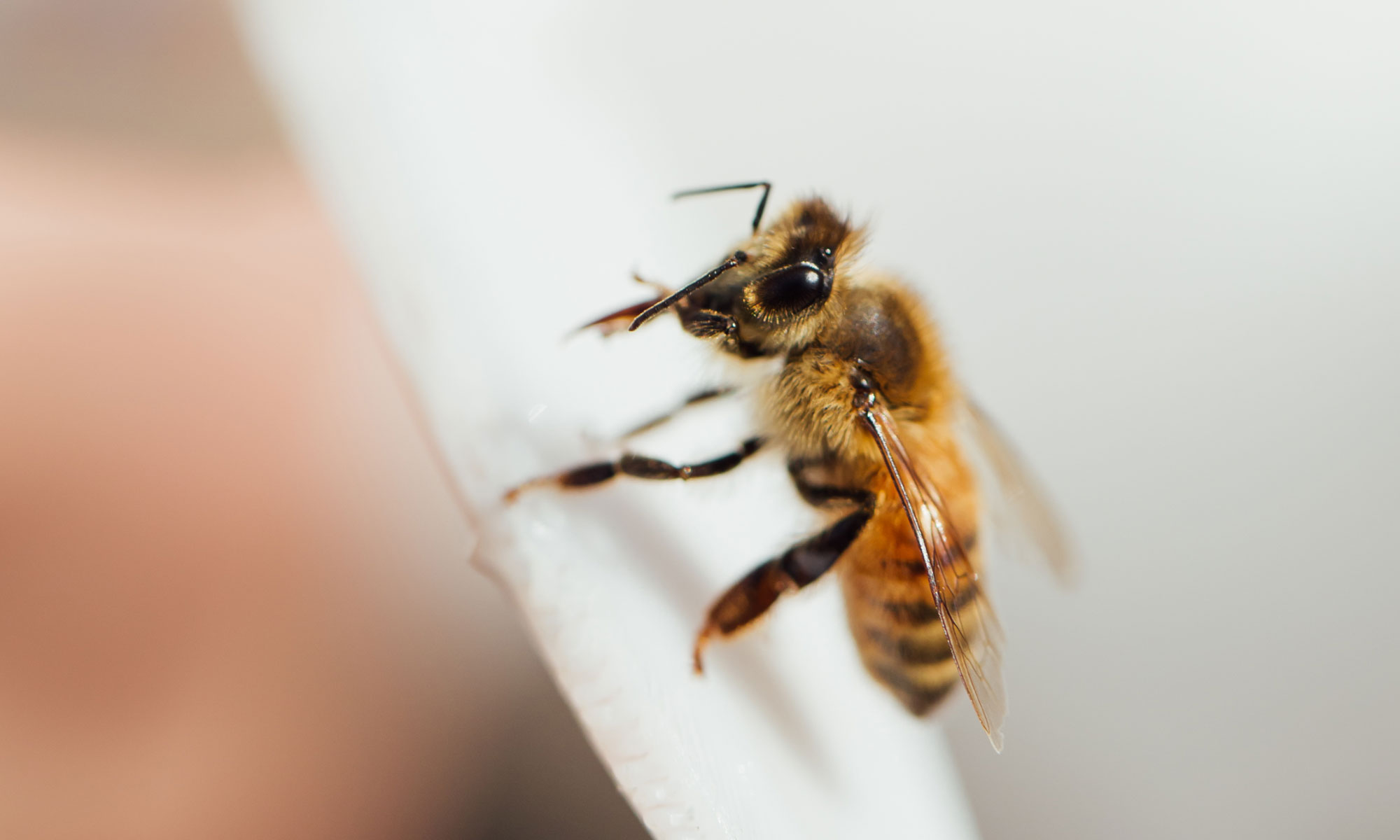 Close up photo of a honeybee