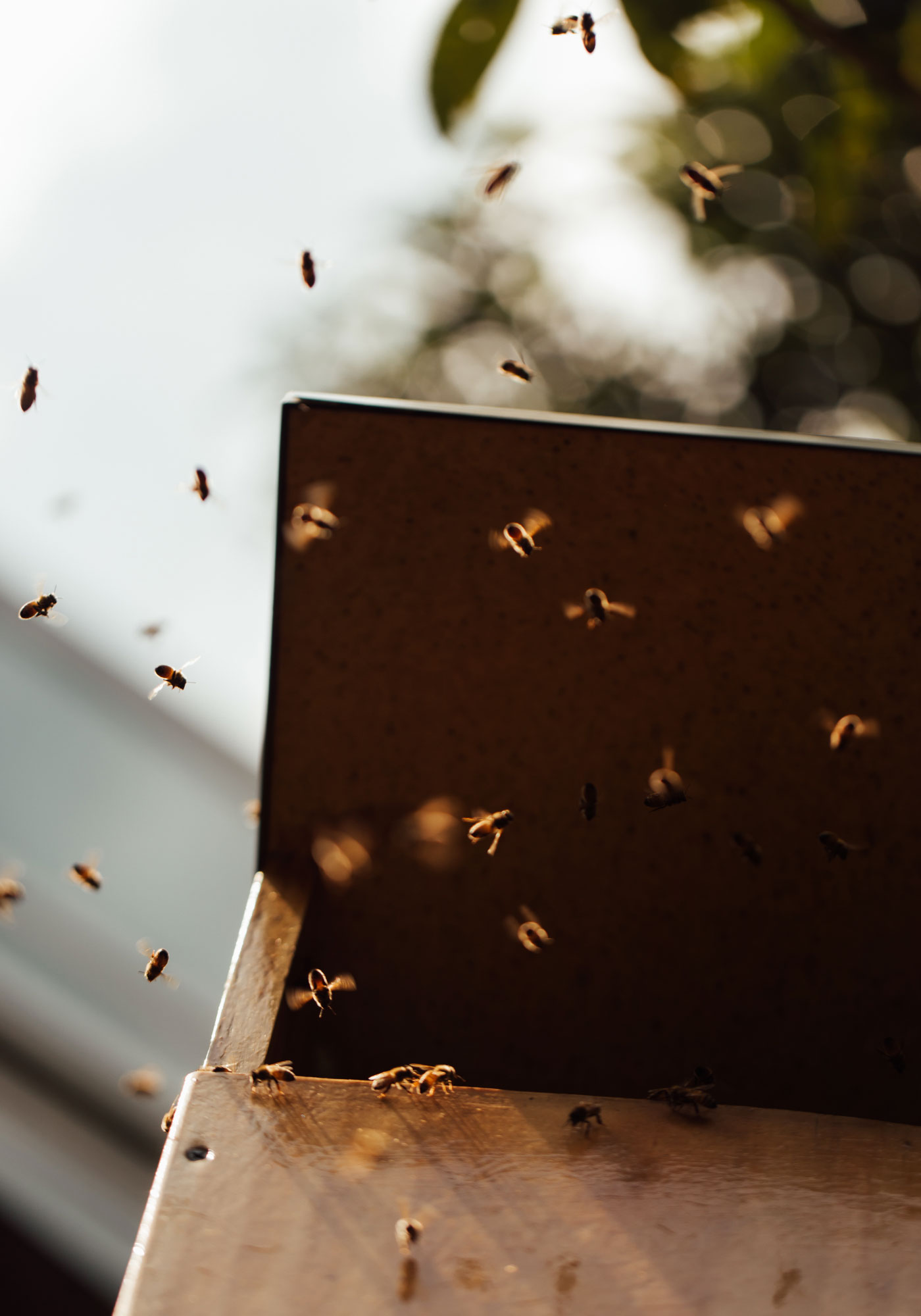 The second of two photos: This one shows several of the insects in flight.