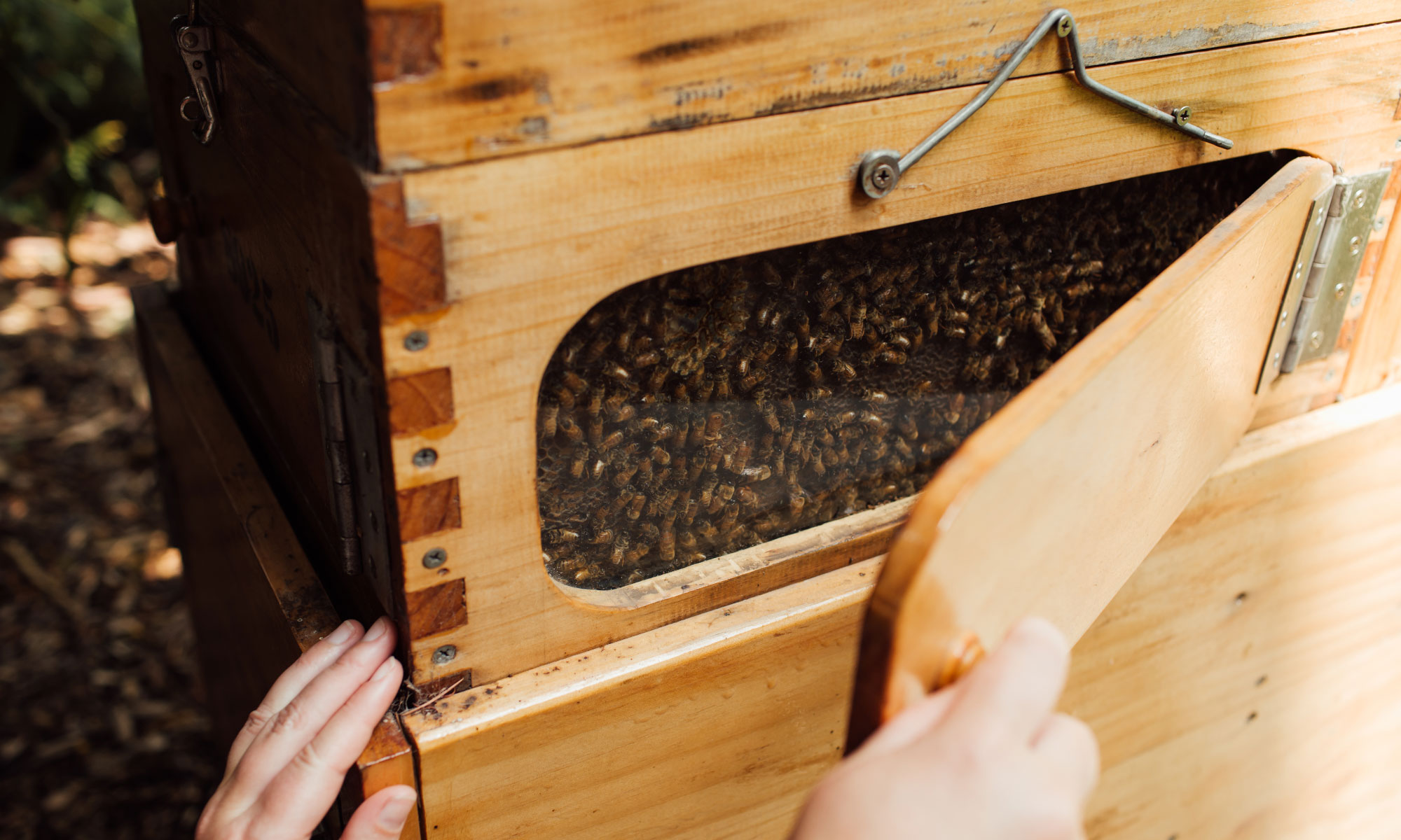 One of two photos: This one shows Scarlett Howard opening a side panel of a chimney hive housing honeybees