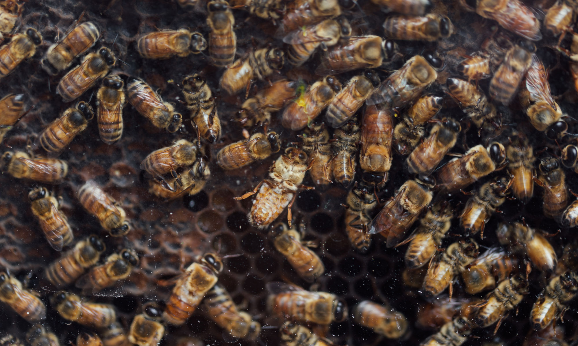 The second of two photos: This one shows dozens of the insects up close