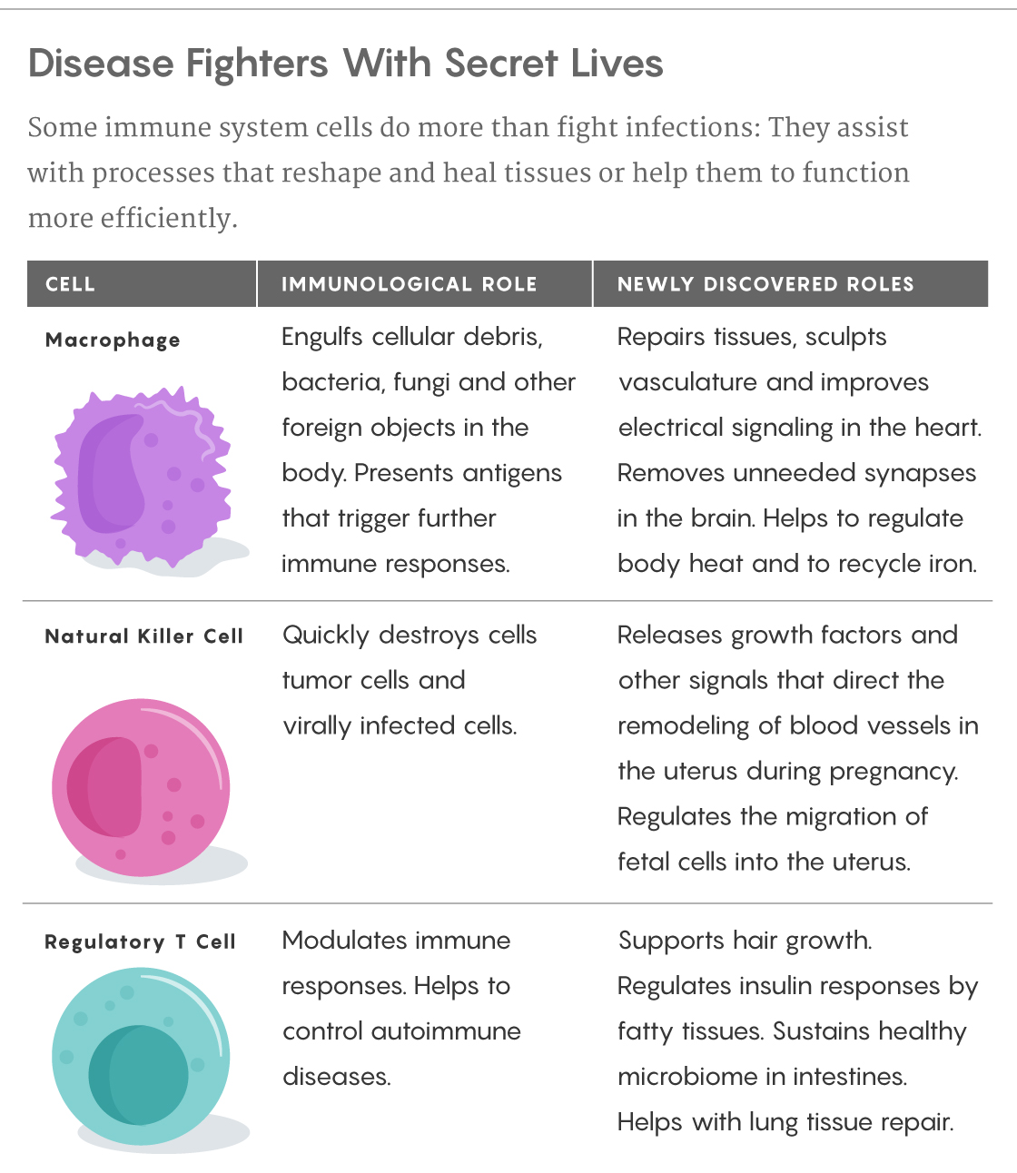 A figure that lists the traditional immunological roles and the newly discovered supportive roles for macrophages, natural killer cells and regulatory T cells.