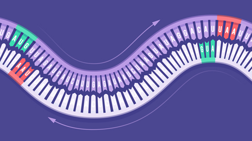 Illustration of an RNA sequence, with an arrow pointing from one end to the other, and a sequence of complementary nucleotides, with an arrow pointing the other way.