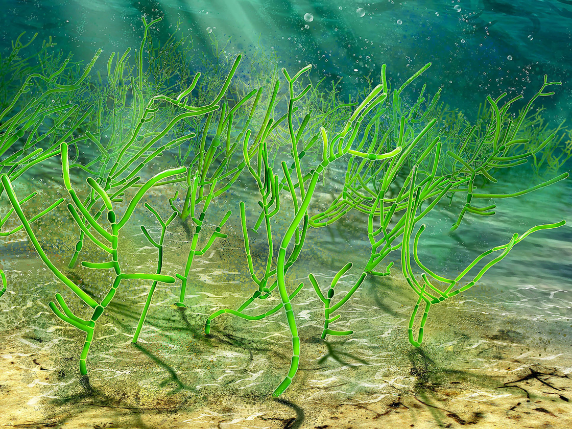 The illustration portrays algae growing on the seafloor. At the bottom can be seen some algae in the process of fossilization.