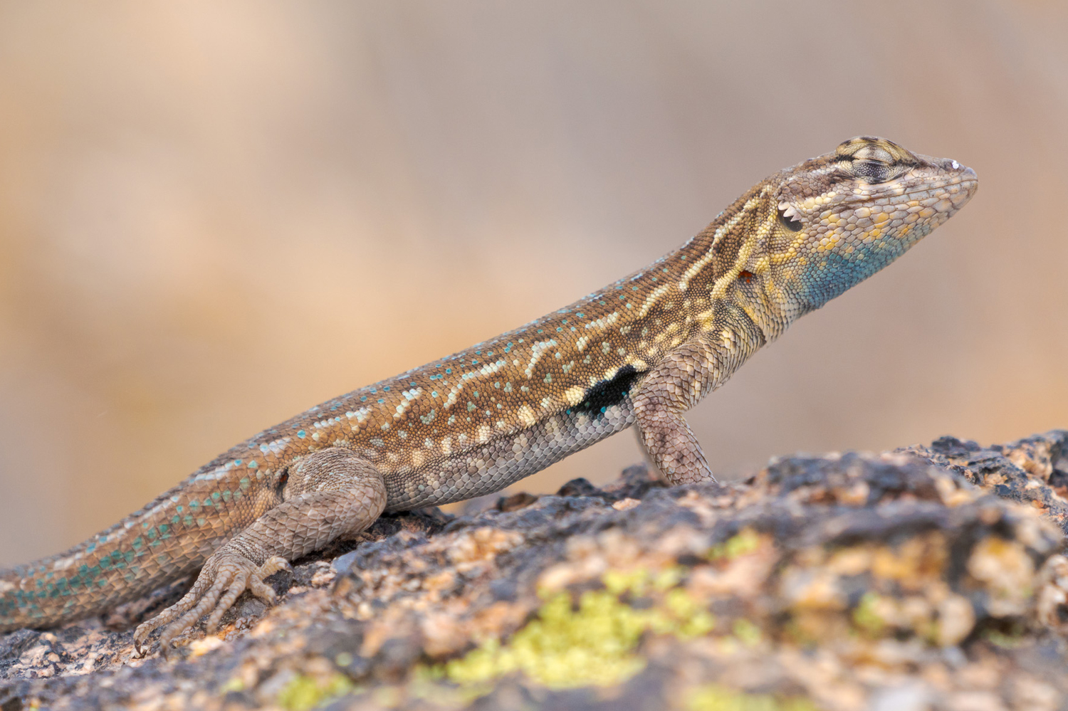 Side view of a male common side-blotched lizard with a blue throat crawling across a rock.