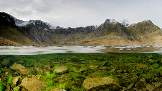 A split level photo shows algae growing on rocks both above and below the surface of the water at a margin of a Welsh glacial lake.