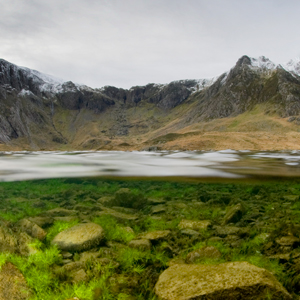 A split level photo shows algae growing on rocks both above and below the surface of the water at a margin of a Welsh glacial lake.