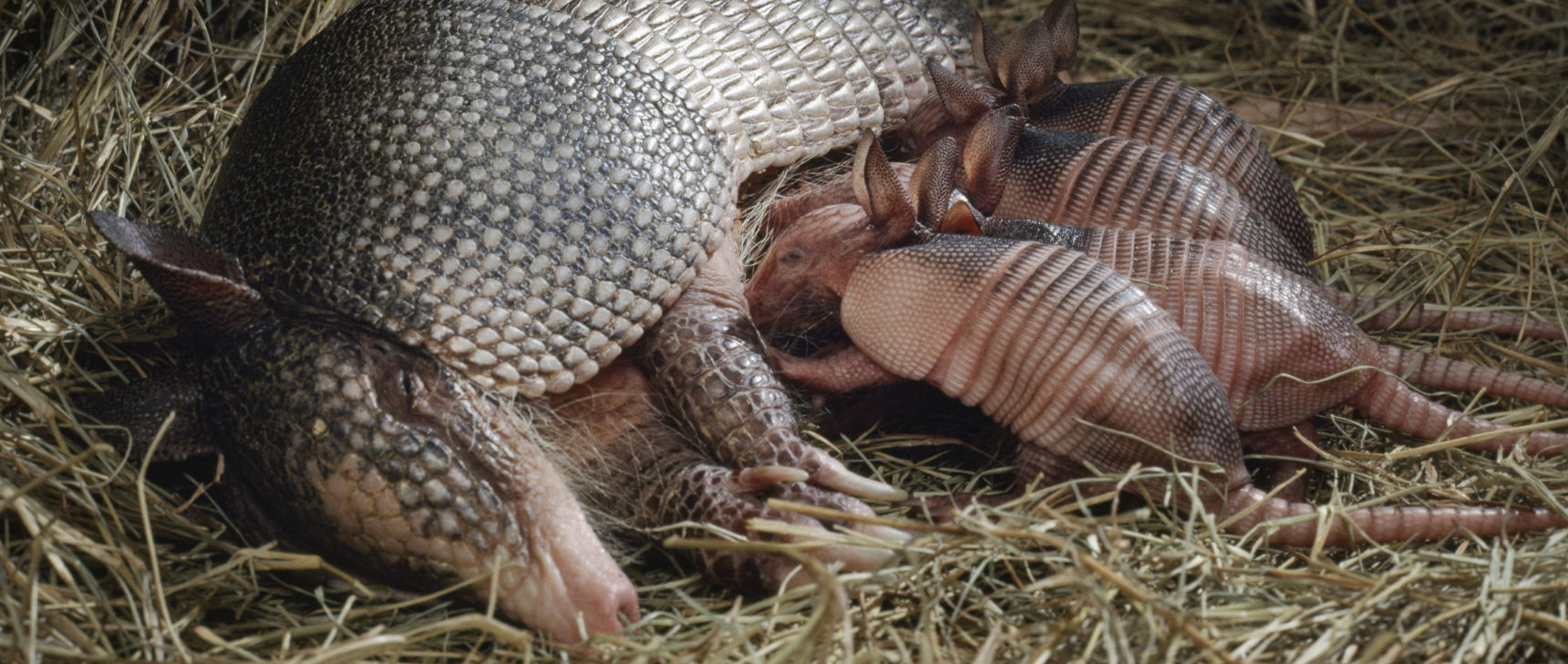 A mother armadillo, lying on her side, nurses four baby armadillos.