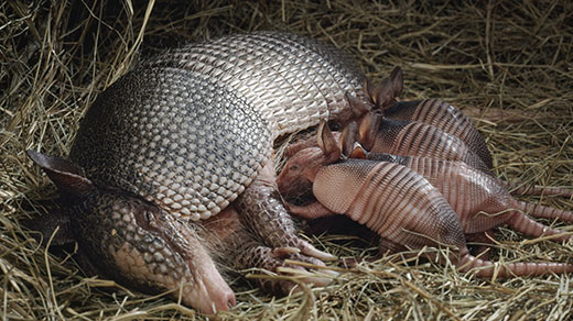 A mother armadillo, lying on her side, nurses four baby armadillos.