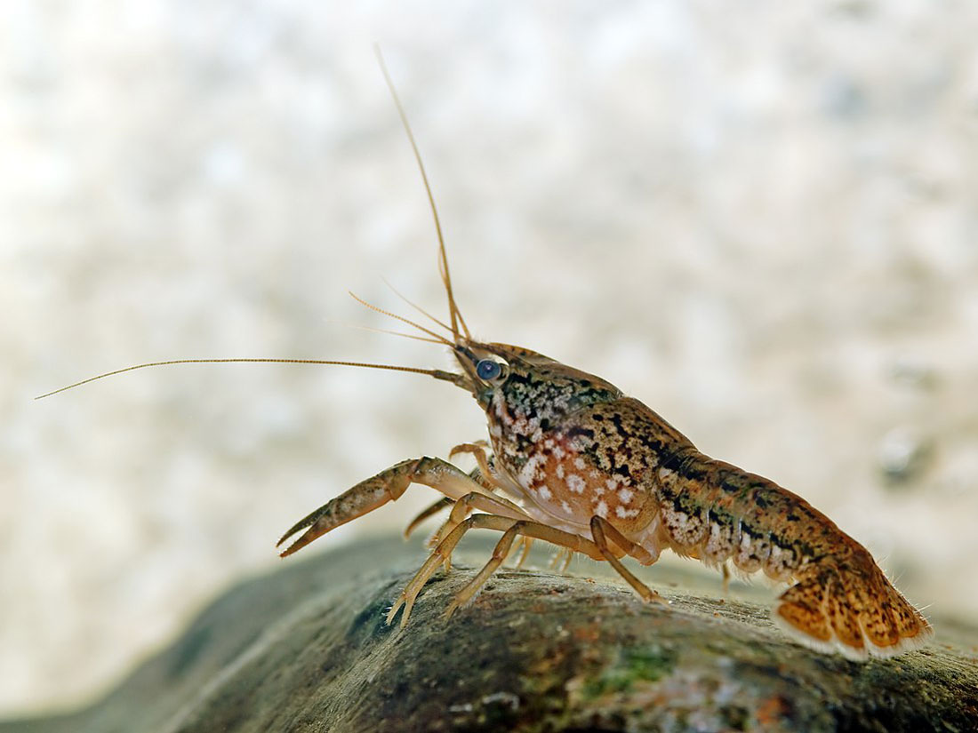 Photograph of a marbled crayfish on the floor of an aquatic scene.