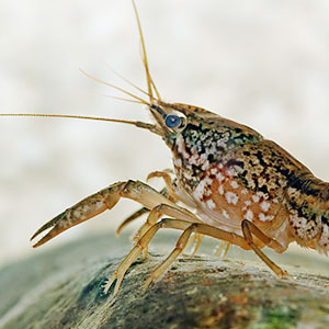 Photograph of a marbled crayfish on the floor of an aquatic scene.