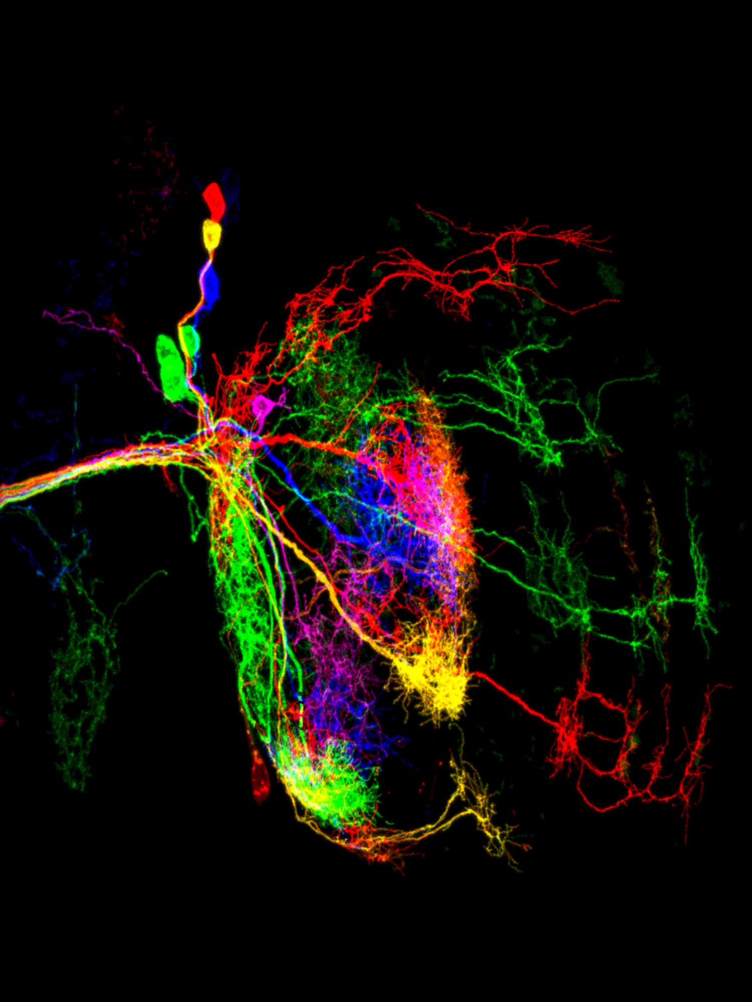 Micrograph of dorsal cluster neurons from a fruit fly, with different neurons glowing in various colors.