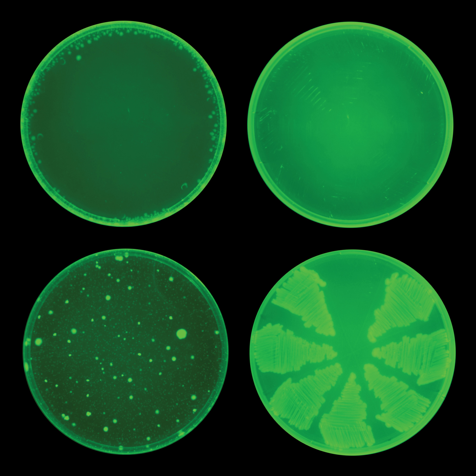 Four petri dishes arranged in a square. The top dishes show much less bacterial growth than the bottom ones.