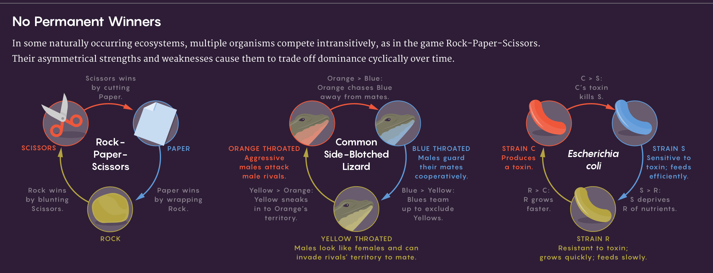 A figure that shows how some lizards and strains of E. coli compete in rock-paper-scissors games of intransitive conflict.