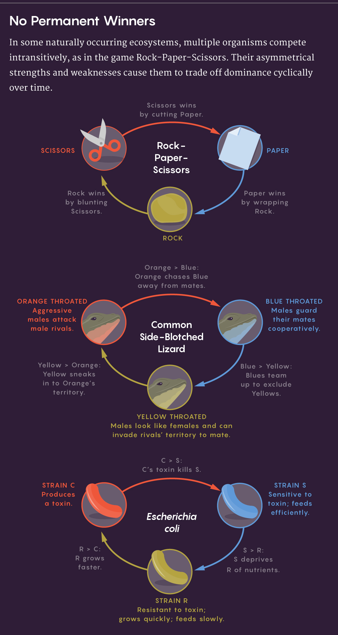 A figure that shows how some lizards and strains of E. coli compete in rock-paper-scissors games of intransitive conflict.