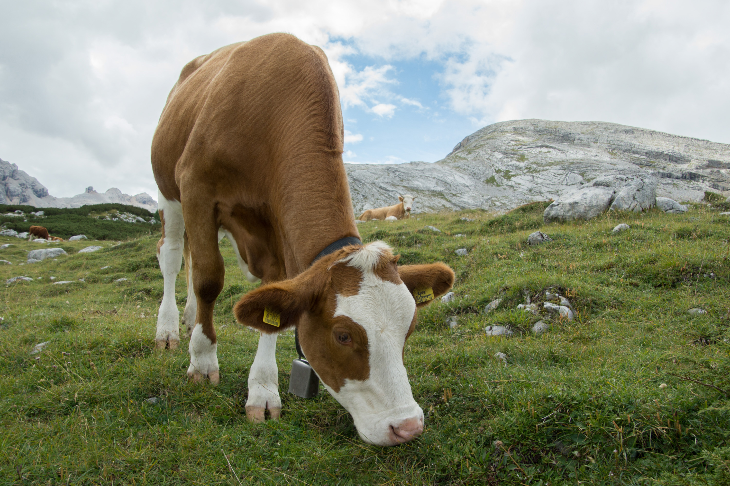 Three photographs of a dragonfly, a pair of toads and a cow.