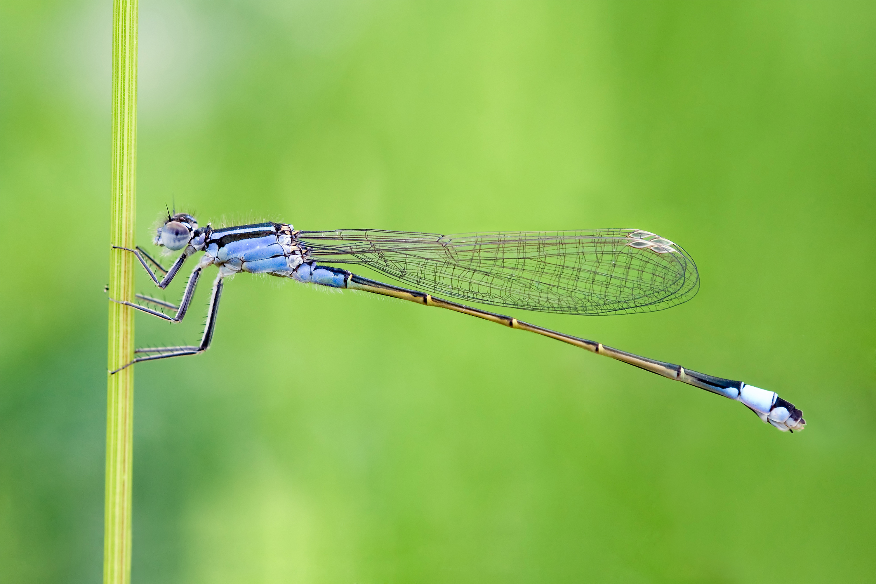 Three photographs of a dragonfly, a pair of toads and a cow.