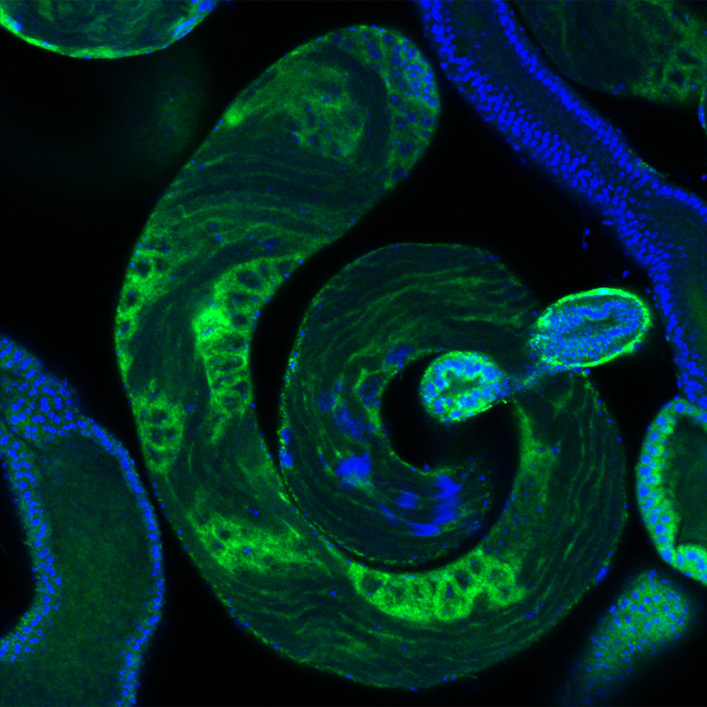 A brightly colored micrograph of the testis of a Drosophila fruitfly.