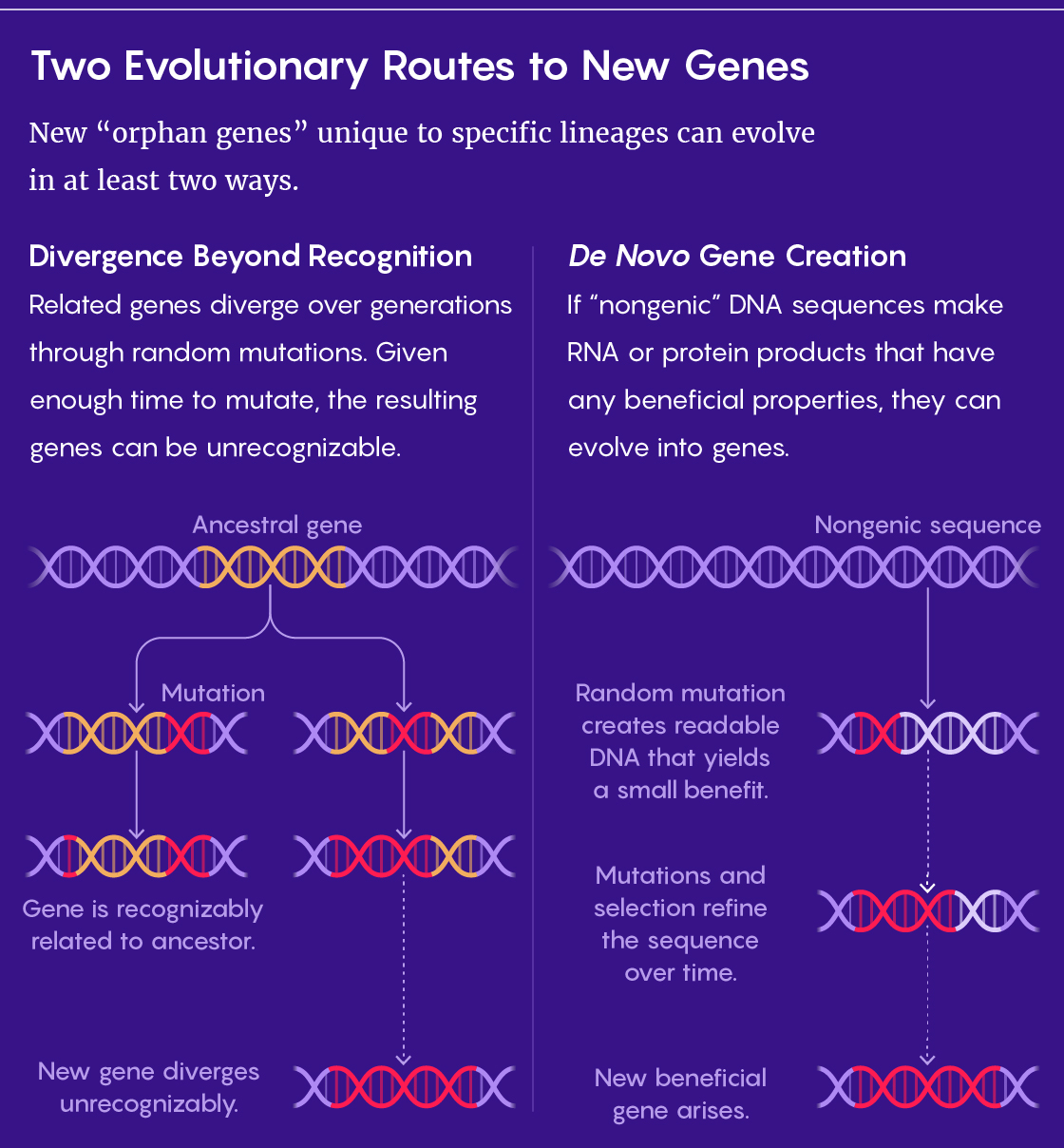 A comparison of the “diverge beyond recognition” and de novo mechanisms for creating new genes.