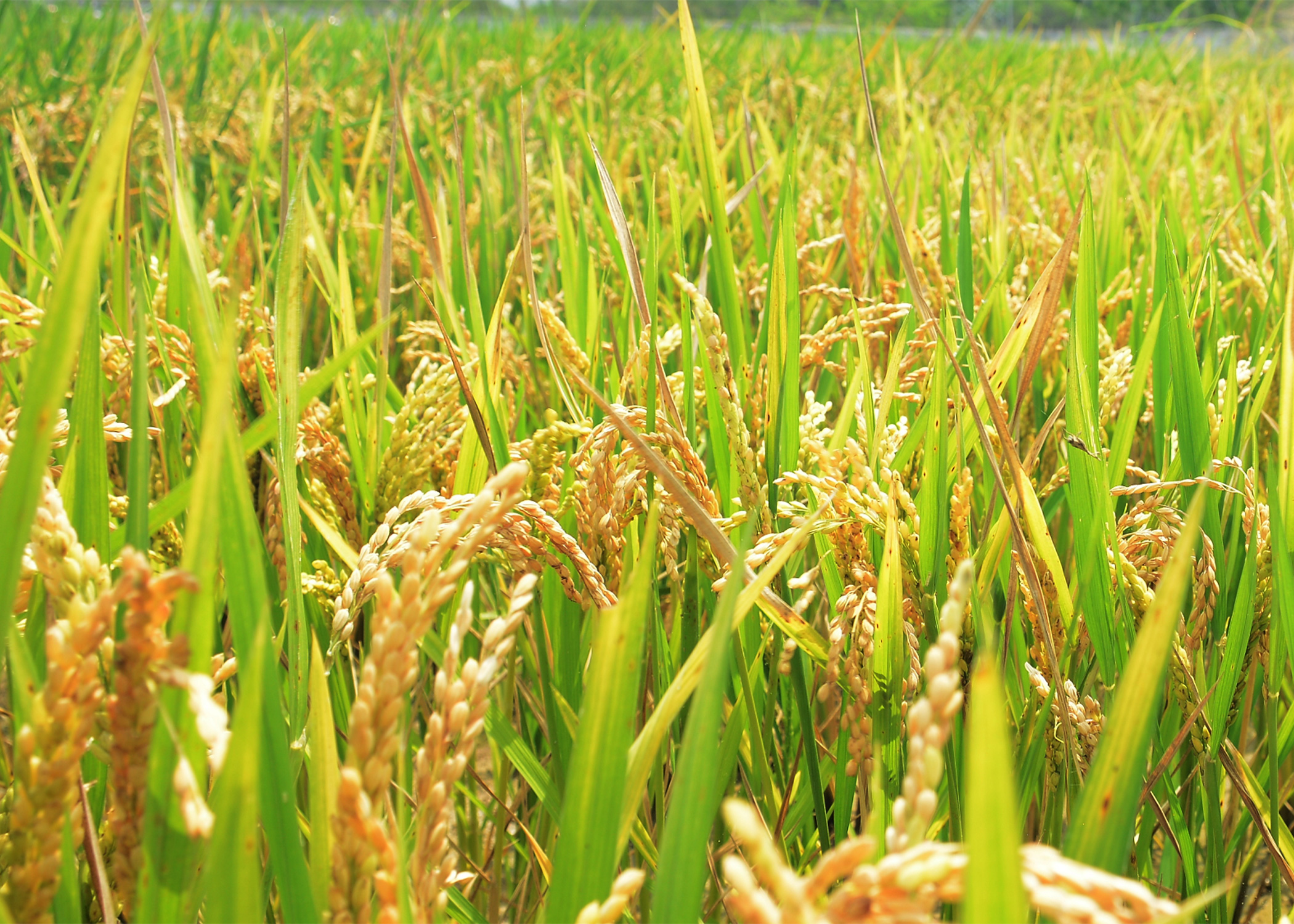 Photograph of stalks of Oryza rice plants against a black background.