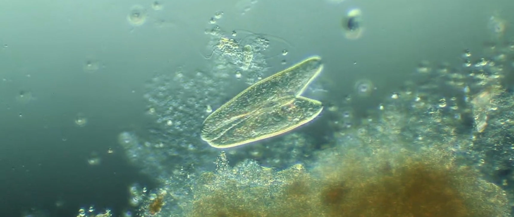 Video of two slipper-shaped paramecia engaged in a sexual process called conjugation.