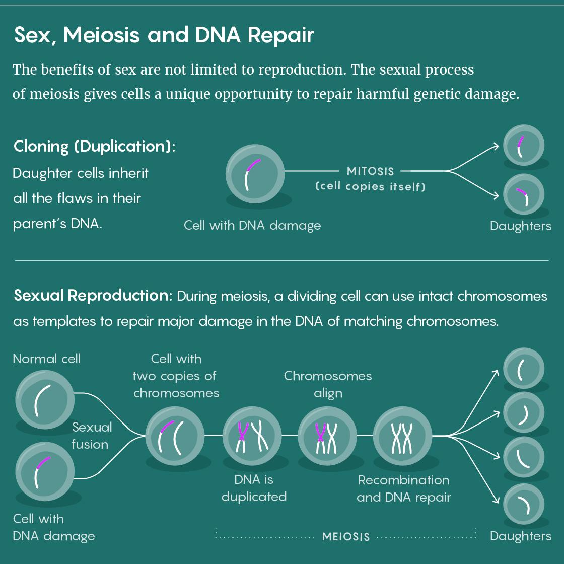 A figure that shows how the stage of sexual reproduction called meiosis allows repairs to damaged DNA.