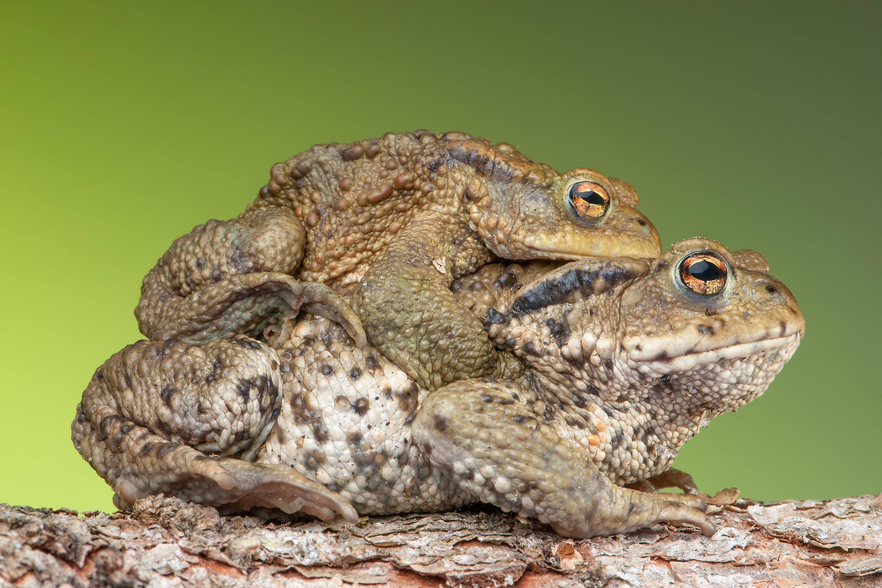 Three photographs of a dragonfly, a pair of toads and a cow.