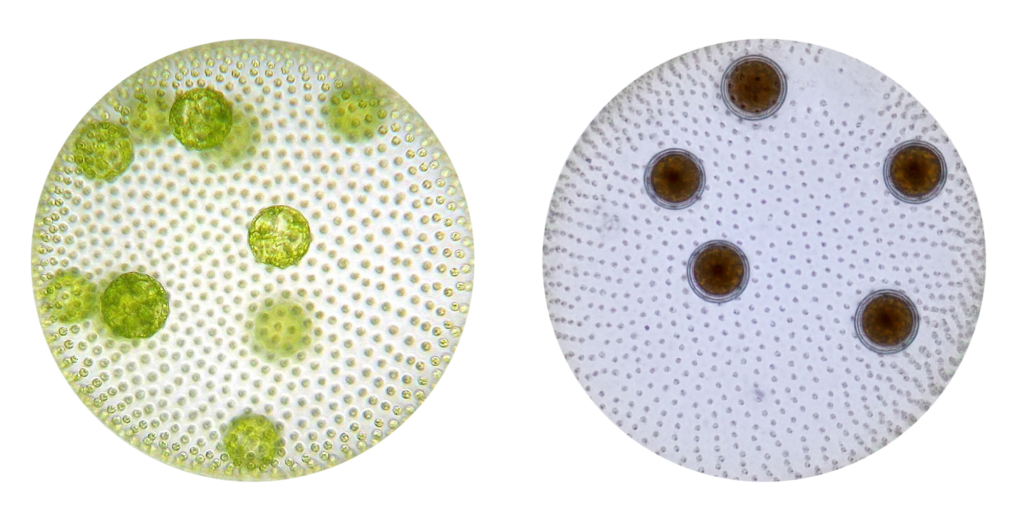 Side-by-side photographs of Volvox colonies in two different life stages. Both are green spherical balls of cells, but with differences in the appearance of their germ cells.