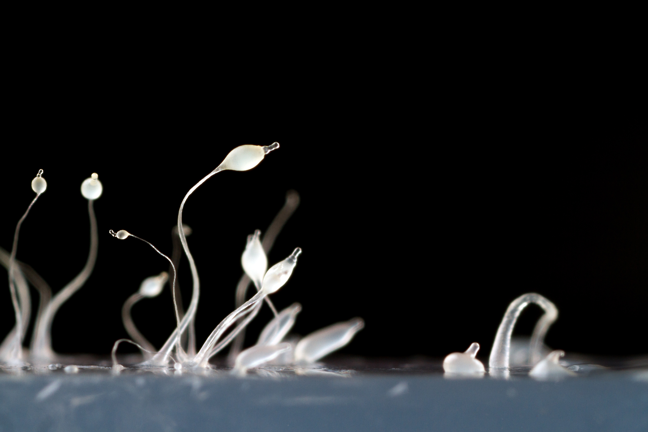 Stalks and spore bodies of a slime mold rise above a smooth surface.