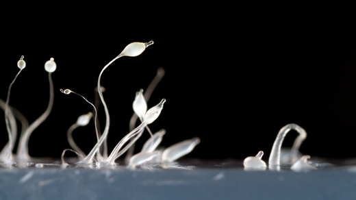 Stalks and spore bodies of a slime mold rise above a smooth surface.