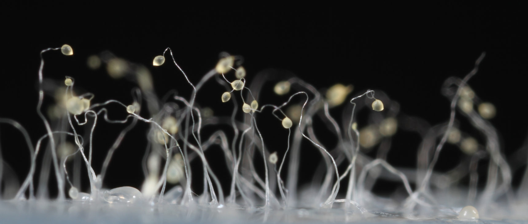 Stalks and spore bodies of a slime mold rise above a smooth surface.