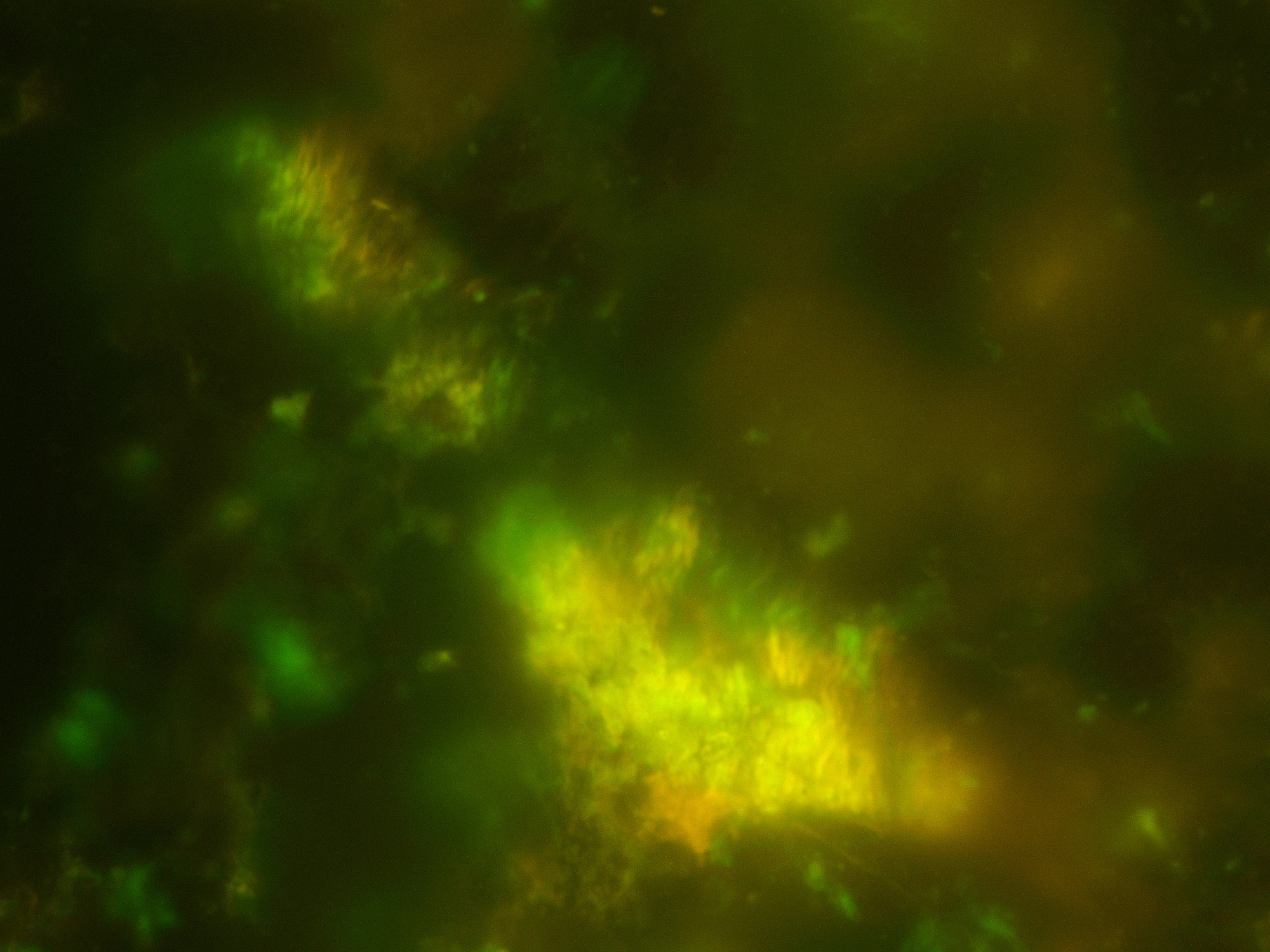 Fluorescence image of cells from basalt.