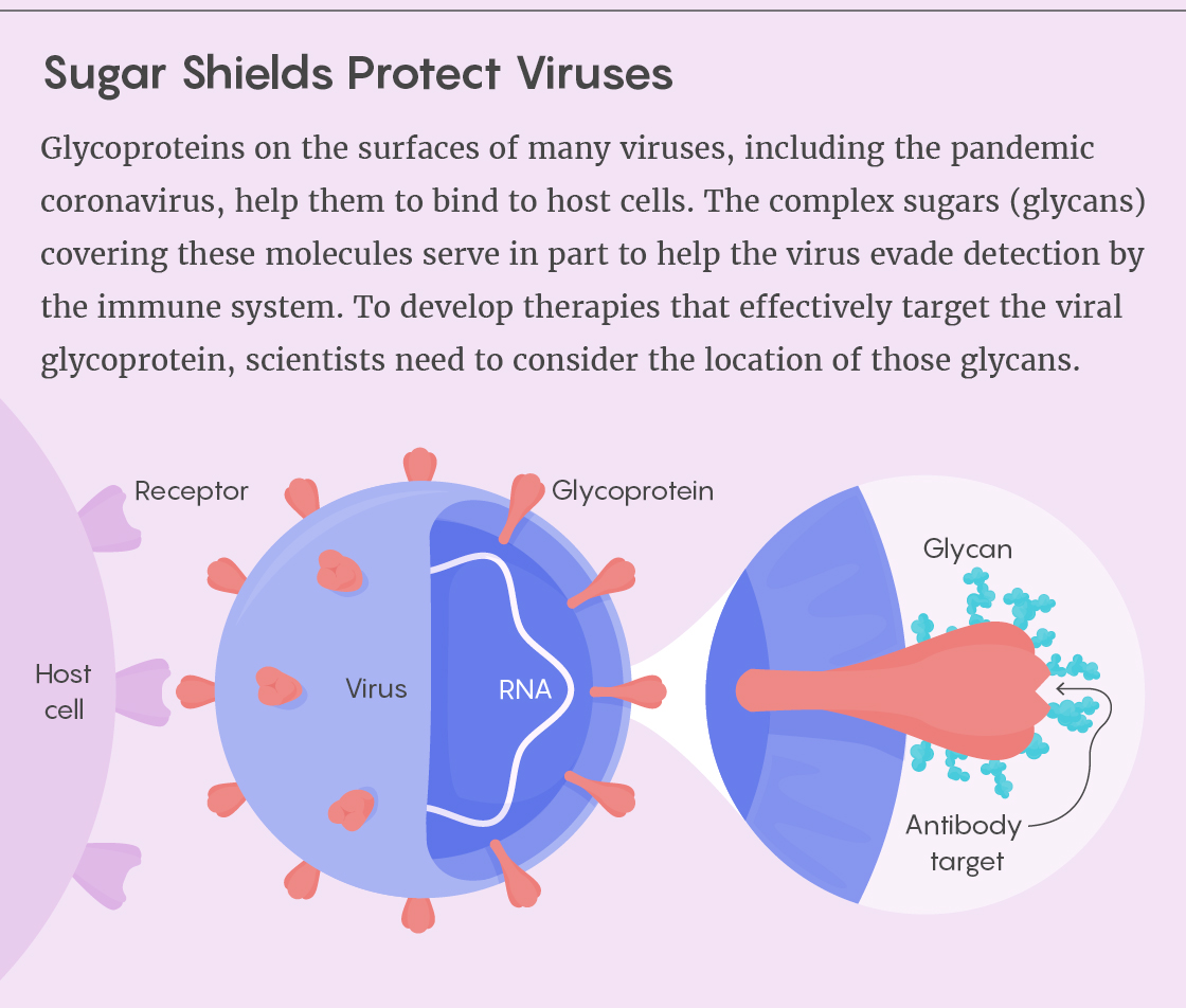 How glycans protect viral proteins.