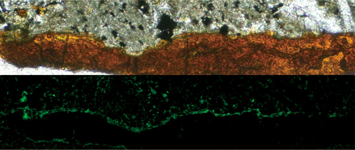 Rock cross-section in light and fluorescence microscopy.