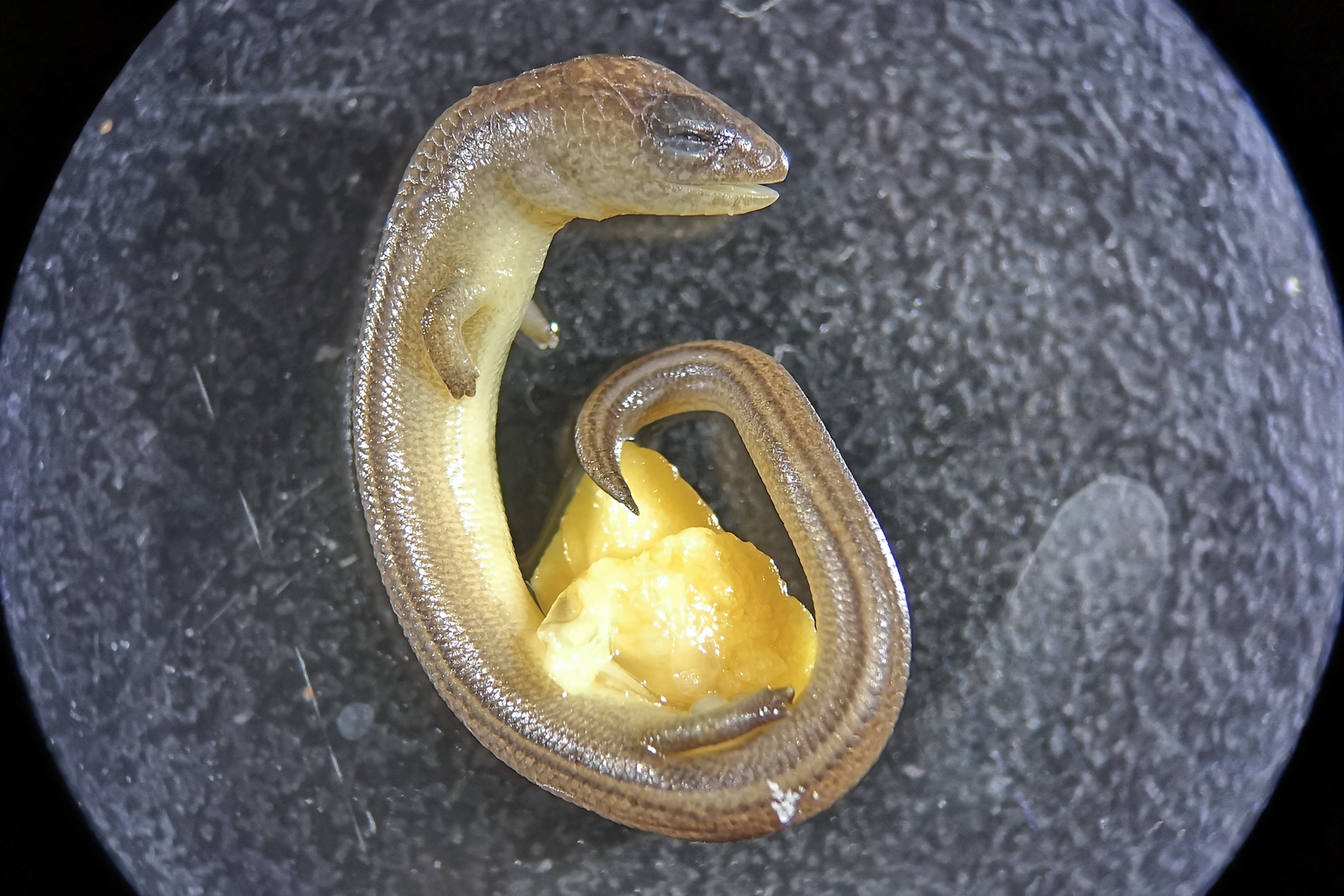 Photo of a three-toed skink embryo.