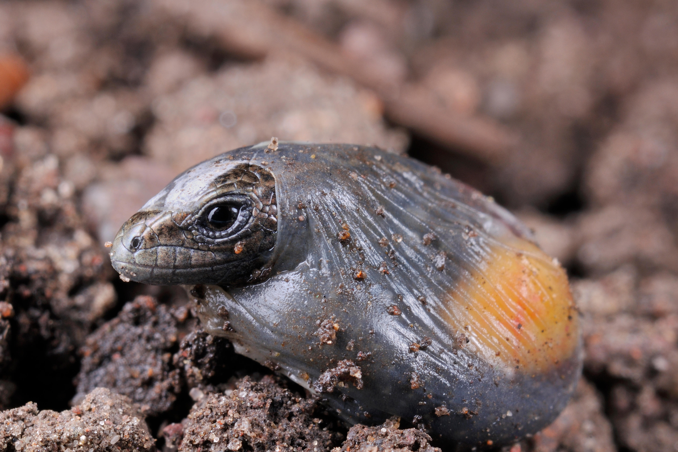 A baby lizard emerging from a transparent egg membrane.