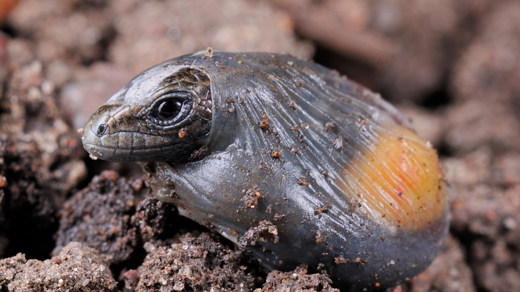 A baby lizard emerging from a transparent egg membrane.