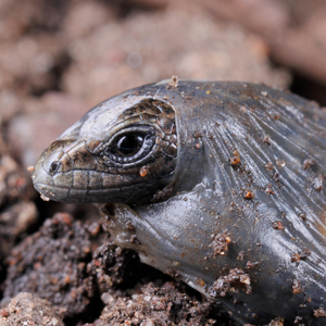 A baby lizard emerging from a transparent egg membrane.