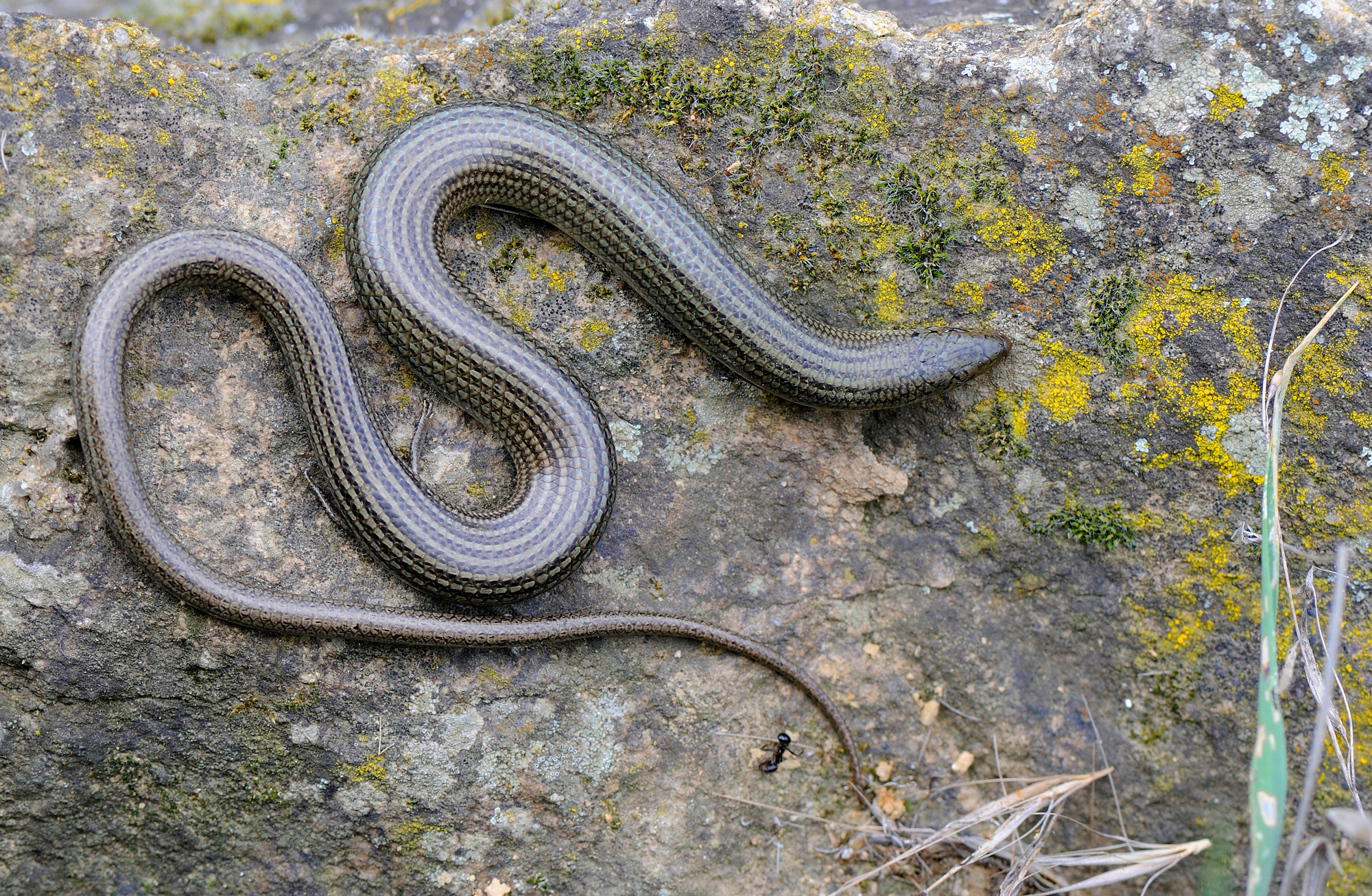 A three-toed skink.