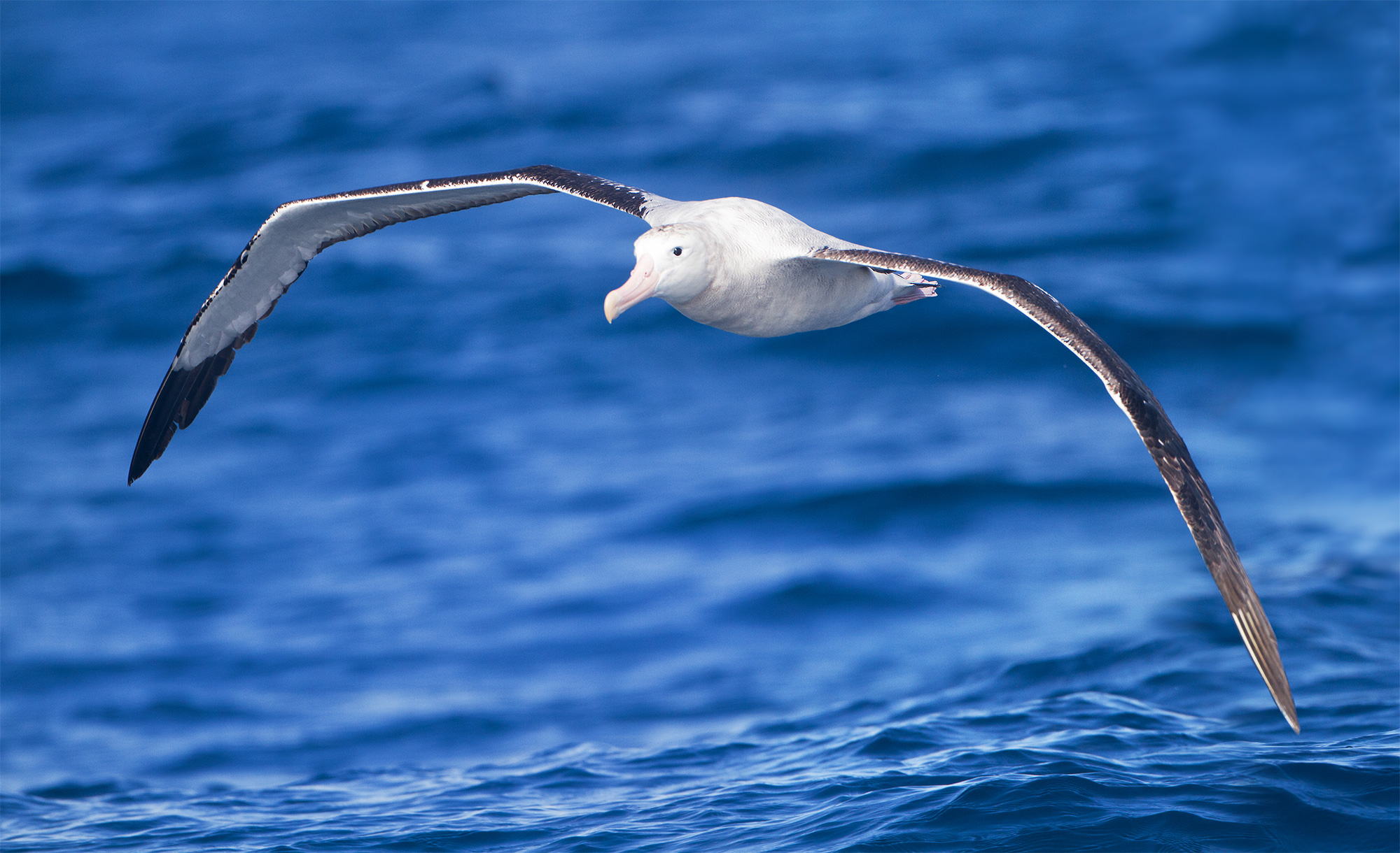 Photo of albatross in flight.