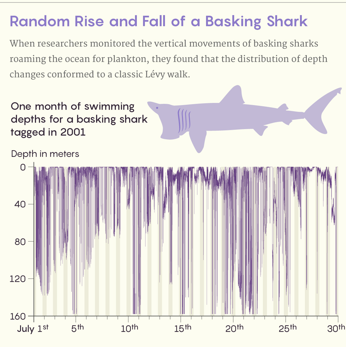 Data from a swimming basking shark that shows its vertical movements follow a Levy walk distribution.